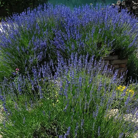 Ubytovanie Levandula Moravske Kracany
